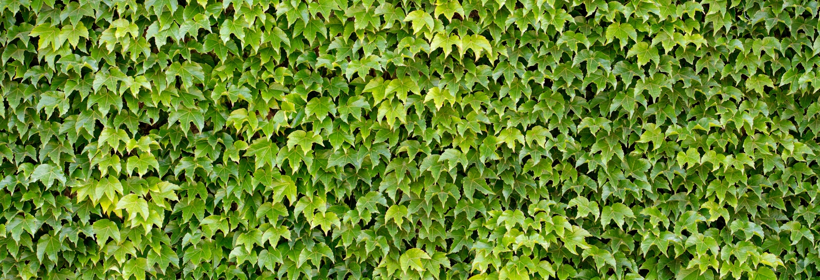 wall of green leaves